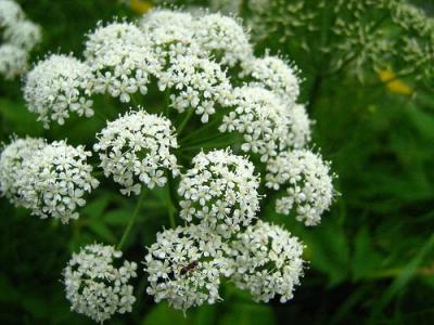 angelica